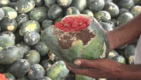 ನೂರಾರು ಎಕರೆಯಲ್ಲಿ ಬೆಳೆದ ಕಲ್ಲಂಗಡಿ ಬೆಳೆ ಸಂಪೂರ್ಣ ನಾಶ!