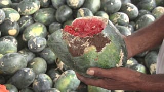 ಆಲಿಕಲ್ಲು ಮಳೆಯಿಂದ ರೈತರು ಕಂಗಾಲು; ನೂರಾರು ಎಕರೆಯಲ್ಲಿ ಬೆಳೆದ ಕಲ್ಲಂಗಡಿ ಬೆಳೆ ಸಂಪೂರ್ಣ ನಾಶ!