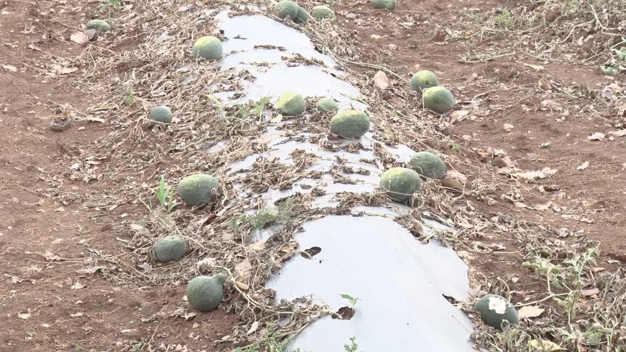 ಕಳೆದ ನಾಲ್ಕು–ಐದು ದಿನಗಳಿಂದ ನಿರಂತರವಾಗಿ ಸುರಿದ ಆಲಿಕಲ್ಲು ಮಳೆಯಿಂದ ಕಲ್ಲಂಗಡಿ ಹಣ್ಣುಗಳು ಹಾನಿಗೊಳಗೊಂಡಿವೆ. ಹೊಲದಲ್ಲೇ ಹಣ್ಣುಗಳು ಒಡೆದು ಹಾಳಾಗಿದ್ದು, ರಾಶಿ ರಾಶಿಯಾಗಿ ಕೊಳೆಯುತ್ತಿವೆ. ಉತ್ತಮ ಗುಣಮಟ್ಟದ ಹಣ್ಣುಗಳು ಸಂಪೂರ್ಣ ಹಾನಿಯಾಗಿರುವುದರಿಂದ ರೈತರಿಗೆ ಆರ್ಥಿಕ ನಷ್ಟ ಭಾರೀ ಪ್ರಮಾಣದಲ್ಲಿ ಉಂಟಾಗಿದೆ.
