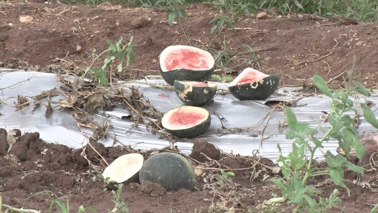 ಸಂಕಷ್ಟದಲ್ಲಿರುವ ರೈತರು ಸರ್ಕಾರದಿಂದ ತಕ್ಷಣ ನೆರವು ನೀಡುವಂತೆ ಮನವಿ ಮಾಡಿದ್ದಾರೆ. ಹಾನಿಗೊಳಗಾದ ಜಮೀನುಗಳನ್ನು ತ್ವರಿತವಾಗಿ ಸರ್ವೇ ಮಾಡಿ ಪರಿಹಾರ ನೀಡಬೇಕು ಎಂದು ಒತ್ತಾಯಿಸಿದ್ದಾರೆ. ರೈತರ ಪರಿಸ್ಥಿತಿಯನ್ನು ಗಮನಿಸಿ ಸರ್ಕಾರ ಸೂಕ್ತ ಕ್ರಮ ಕೈಗೊಳ್ಳಬೇಕು ಎಂಬುದು ಸ್ಥಳೀಯರ ಹಾಗೂ ರೈತರ ಒಗ್ಗಟ್ಟಿನ ಆಗ್ರಹವಾಗಿದೆ.
