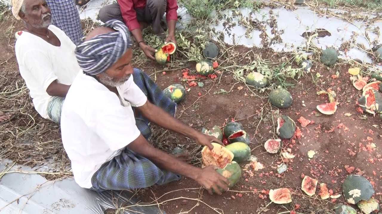 ಒಂದು ಎಕರೆಗೆ ಸುಮಾರು 1.20 ಲಕ್ಷ ರೂಪಾಯಿ ವೆಚ್ಚ ಮಾಡಿ ಕಲ್ಲಂಗಡಿ ಬೆಳೆದ ರೈತರಿಗೆ ಭರ್ಜರಿ ಫಸಲು ಬಂದಿತ್ತು. ಉತ್ತಮ ಲಾಭದ ನಿರೀಕ್ಷೆಯಲ್ಲಿದ್ದ ಸಮಯದಲ್ಲೇ ಪ್ರಕೃತಿ ವಿಪತ್ತು ಸಂಭವಿಸಿ ಸಂಪೂರ್ಣ ಬೆಳೆ ಹಾನಿಯಾಗಿದೆ. ಹಣ್ಣುಗಳನ್ನು ನೆಲಕ್ಕೆ ಹೊಡೆದು ರೈತರು ತಮ್ಮ ಆಕ್ರೋಶವನ್ನು ವ್ಯಕ್ತಪಡಿಸುತ್ತಿದ್ದಾರೆ.
