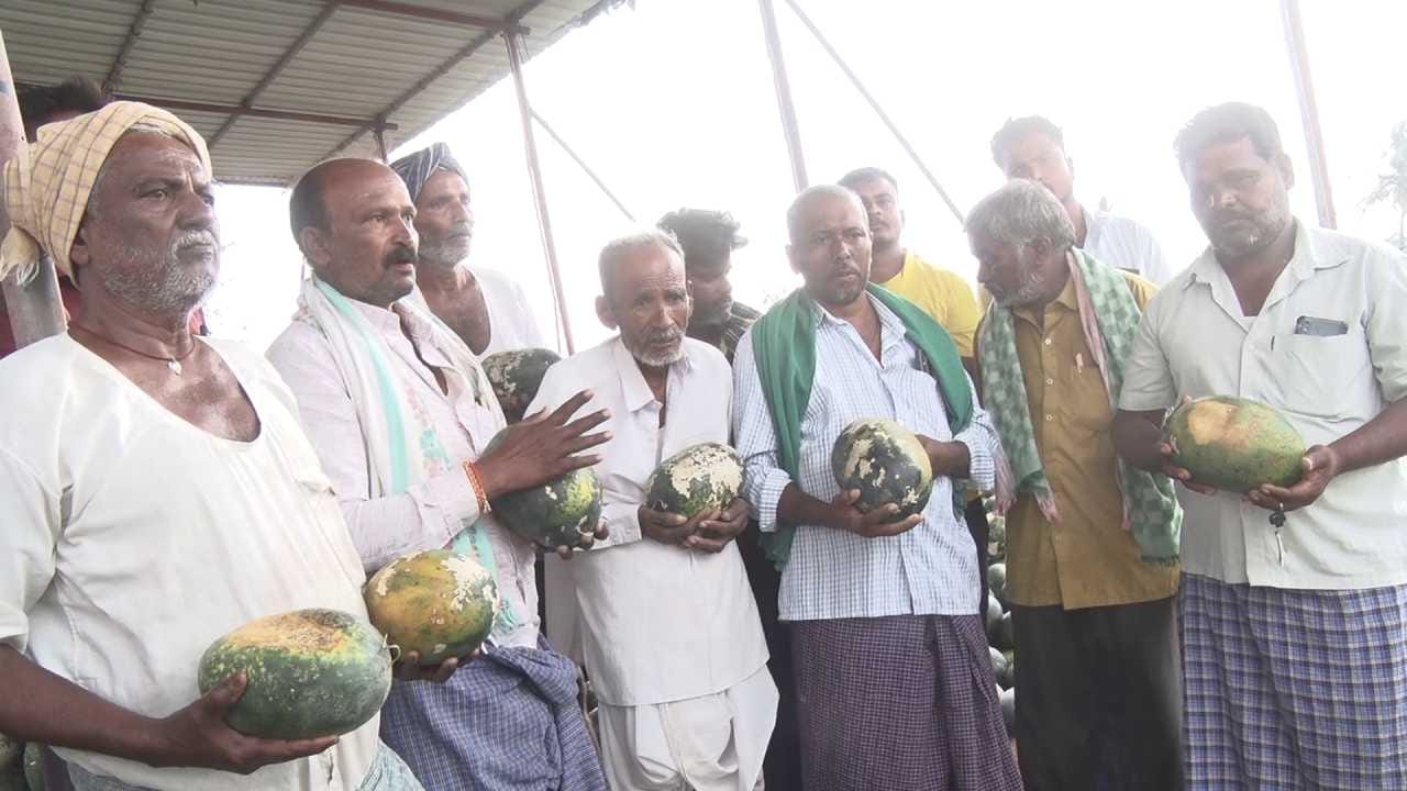 ಮಾರುಕಟ್ಟೆಯಲ್ಲಿ ಉತ್ತಮ ದರ ಸಿಗಬೇಕಿದ್ದ ಕಲ್ಲಂಗಡಿ ಹಣ್ಣುಗಳು ಈಗ ತೀವ್ರ ಹಾನಿಯಿಂದ ಬೆಲೆ ಕುಸಿದಿವೆ. ಕಿಲೋಗೆ 20 ರೂಪಾಯಿ ಸಿಗಬೇಕಿದ್ದ ಹಣ್ಣುಗಳನ್ನು 2 ರಿಂದ 3 ರೂಪಾಯಿಗೆ ಮಾರಾಟ ಮಾಡಬೇಕಾದ ಪರಿಸ್ಥಿತಿ ಎದುರಾಗಿದೆ. ಹಾಳಾದ ಹಣ್ಣುಗಳನ್ನು ಖರೀದಿಸಲು ವ್ಯಾಪಾರಿಗಳು ಮುಂದೆ ಬರುತ್ತಿಲ್ಲ ಎಂದು ರೈತರು ಅಳಲು ತೋಡಿಕೊಂಡಿದ್ದಾರೆ.
