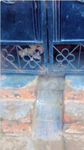 ಈ ಬಾಲೆ ಹೊರ ಹೋಗುವುದ ತಡೆಯುವಷ್ಟು ಗಟ್ಟಿಯಾದ ಗೇಟಿದೆಯೇ