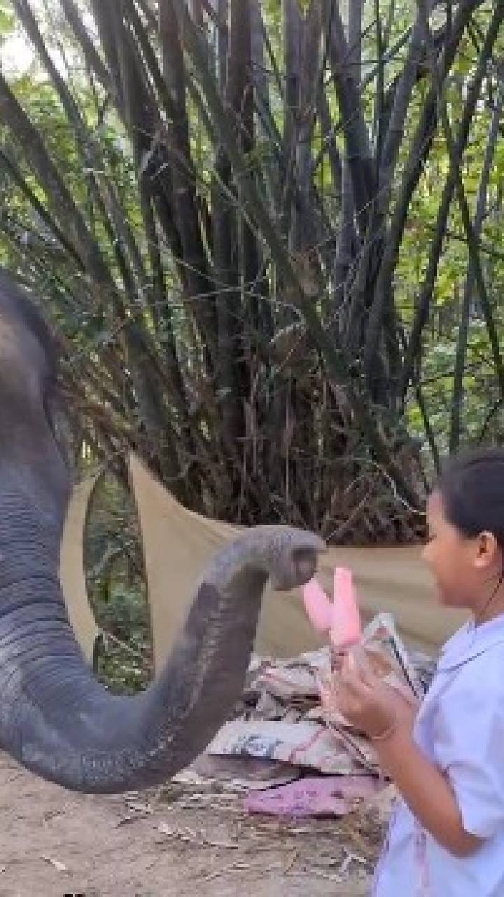 ಐಸ್​ಕ್ರೀಂ ಕೊಟ್ಟಿದ್ದಕ್ಕೆ ಎಷ್ಟು ಮುದ್ದಾಗಿ ಬಾಲಕಿಗೆ ಮುತ್ತು ಕೊಟ್ಟ ಆನೆ