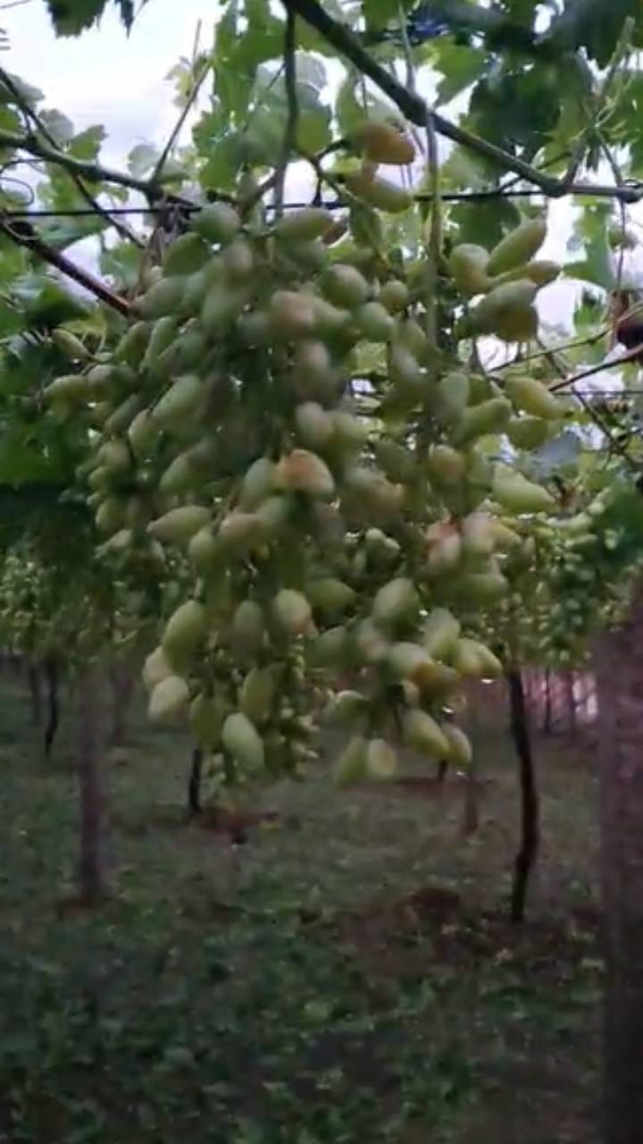 ಆಲಿಕಲ್ಲು ಮಳೆ: ನೂರಾರು ಎಕರೆಯಲ್ಲಿ ಬೆಳೆದಿದ್ದ ದ್ರಾಕ್ಷಿ ಹಾಳು
