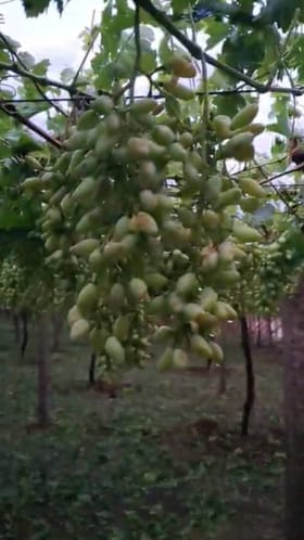 ಆಲಿಕಲ್ಲು ಮಳೆ: ನೂರಾರು ಎಕರೆಯಲ್ಲಿ ಬೆಳೆದಿದ್ದ ದ್ರಾಕ್ಷಿ ಹಾಳು