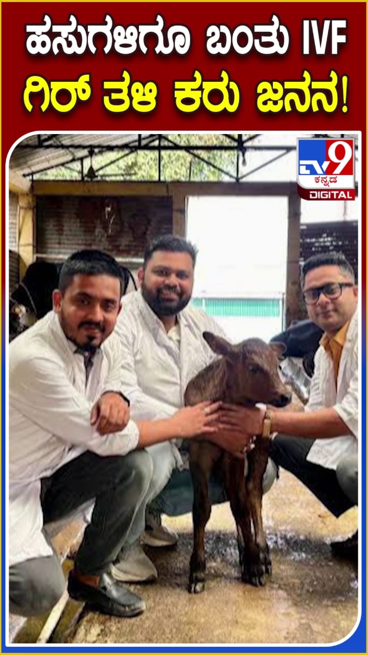 ಹಸುಗಳಿಗೂ ಬಂತು IVF! ಗಿರ್ ತಳಿ ಕರು ಜನನ