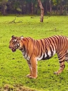 ತಾಯಿ ಹುಲಿ ತನ್ನ ಮರಿಗಳನ್ನ ಕರೆಯುವ ಅಪರೂಪದ ದೃಶ್ಯ