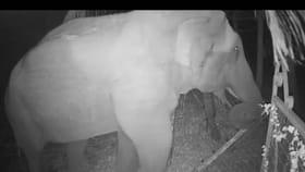 ಒಂದೇ ಏಟಿಗೆ ಕಬ್ಬಿಣದ ಗೇಟ್ ಛಿದ್ರ ಮಾಡಿದ ಒಂಟಿ ದಂತದ ಕಾಡಾನೆ