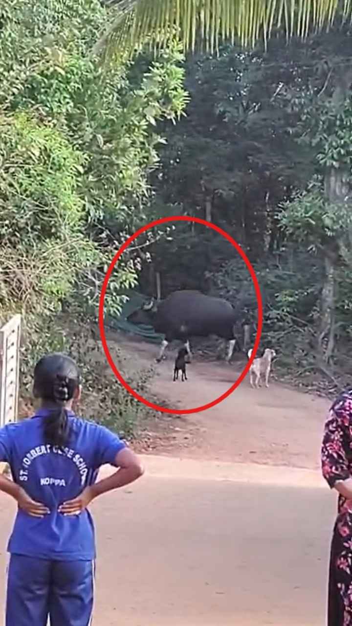 ಮನೆ ಬಳಿಯೇ ಬಂದ ಕಾಡು ಕೋಣಗಳ ಹಿಂಡು