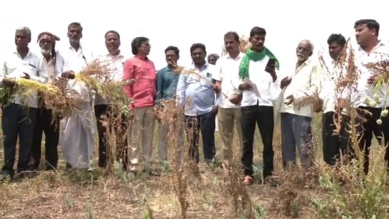 ಕಲಬುರಗಿ: ತೊಗರಿ, ಈರುಳ್ಳಿ ಬೆಳೆಗೆ 'ಕಸ್ಕೂಟ' ಮಾರಿಯ ಕಾಟ, ಬೆಳೆ ಕಳೆದುಕೊಂಡು ಕಂಗಾಲಾದ ರೈತರು.