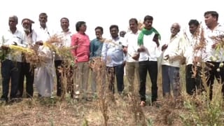 ಕಲಬುರಗಿ: ತೊಗರಿ, ಈರುಳ್ಳಿ ಬೆಳೆಗೆ ‘ಕಸ್ಕೂಟಾ’ ಮಾರಿಯ ಕಾಟ, ಬೆಳೆ ಕಳೆದುಕೊಂಡು ಕಂಗಾಲಾದ ರೈತರು