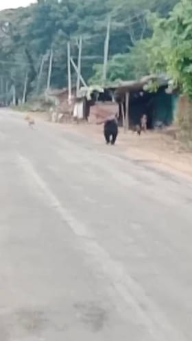 ಜನ ವಸತಿ ಪ್ರದೇಶದಲ್ಲಿ ಕರಡಿ ಪ್ರತ್ಯಕ್ಷ