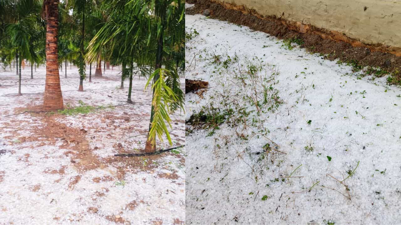 ಕರ್ನಾಟಕದಲ್ಲಿ ಆಲಿಕಲ್ಲು ಮಳೆ ಅಬ್ಬರ: ಕಾಶ್ಮೀರದಂತಾದ ಮಲೆನಾಡು; ರೈತರಿಗೆ ತಪ್ಪದ ಬೆಳೆ ಹಾನಿ ಸಂಕಷ್ಟ! ಕರ್ನಾಟಕದಲ್ಲಿ ಆಲಿಕಲ್ಲು ಮಳೆ ಅಬ್ಬರ: ಕಾಶ್ಮೀರದಂತಾದ ಮಲೆನಾಡು; ರೈತರಿಗೆ ತಪ್ಪದ ಬೆಳೆ ಹಾನಿ ಸಂಕಷ್ಟ!