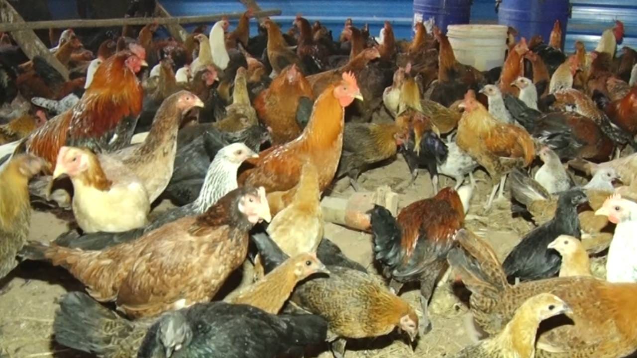 ಯುಗಾದಿ ಹೊಸತೊಡಕು: ನಾಟಿ ಕೋಳಿಗೆ ಭಾರೀ ಡಿಮ್ಯಾಂಡ್, ರೇಟ್ ಎಷ್ಟು ಗೊತ್ತಾ?