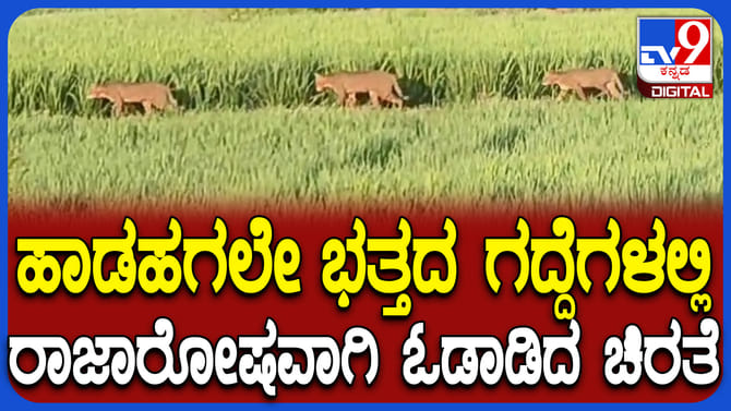 ಕೊಪ್ಪಳದ ಗ್ರಾಮವೊಂದರಲ್ಲಿ ಹಾಡಹಗಲೇ ಚಿರತೆ ಓಡಾಟ: ವಿಡಿಯೋ ನೋಡಿ