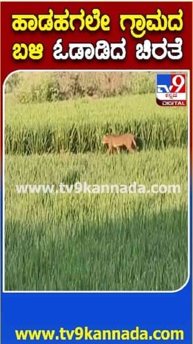 ಭತ್ತದ ಗದ್ದೆಯಲ್ಲಿ ಚಿರತೆ