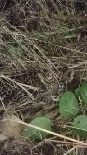 ಜಮೀನಿಗೆ ಎಂಟ್ರಿ ಕೊಟ್ಟ ಚಿರತೆ ಮರಿಗಳು!