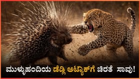 ಚಾಮರಾಜನಗರ: ಮುಳ್ಳುಹಂದಿಯ ಡೆಡ್ಲಿ ಅಟ್ಯಾಕ್​ಗೆ ಚಿರತೆ ಸಾವು!