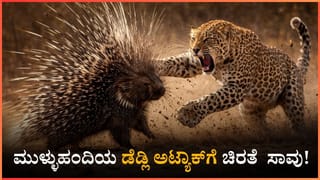 ಚಾಮರಾಜನಗರ: ಮುಳ್ಳುಹಂದಿಯ ಡೆಡ್ಲಿ ಅಟ್ಯಾಕ್​ಗೆ ಚಿರತೆ ಸಾವು!