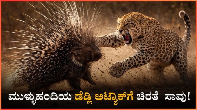 ಚಾಮರಾಜನಗರ: ಮುಳ್ಳುಹಂದಿಯ ಡೆಡ್ಲಿ ಅಟ್ಯಾಕ್​ಗೆ ಚಿರತೆ ಸಾವು!