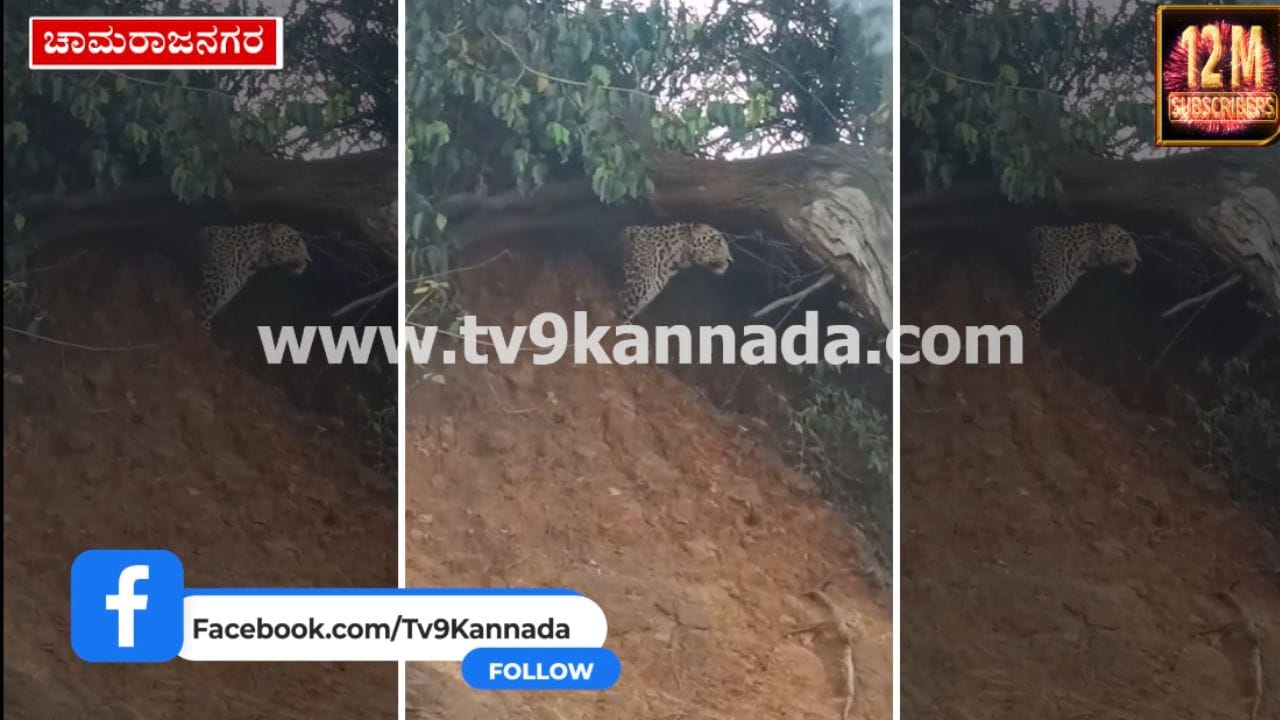 ಮಲೆಮಹದೇಶ್ವರ ಬೆಟ್ಟದ ರಸ್ತೆಯಲ್ಲಿ ಮತ್ತೆ ಚಿರತೆ ಪ್ರತ್ಯಕ್ಷ: ಭಕ್ತರಲ್ಲಿ ಹೆಚ್ಚಿದ ಆತಂಕ