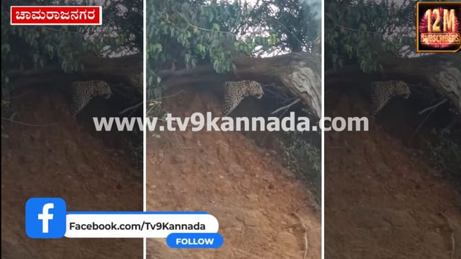 ಮಲೆಮಹದೇಶ್ವರ ಬೆಟ್ಟದ ರಸ್ತೆಯಲ್ಲಿ ಮತ್ತೆ ಚಿರತೆ ಪ್ರತ್ಯಕ್ಷ