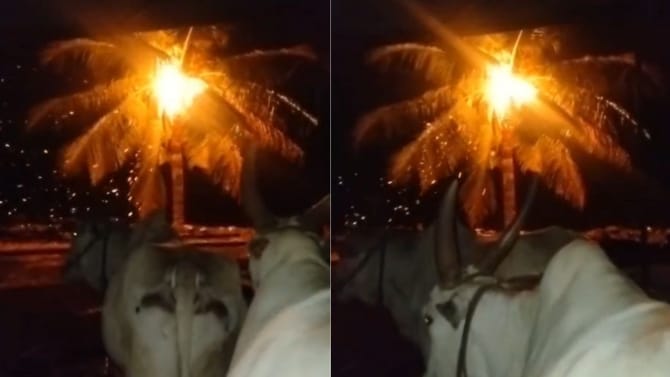 ಸಿಡಿಲು ಬಡಿದು ಹೊತ್ತಿ ಉರಿದ ತೆಂಗಿನ ಮರ