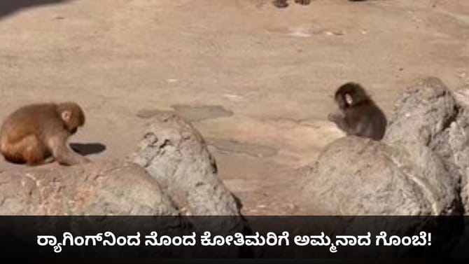 ರ‍್ಯಾಗಿಂಗ್​ನಿಂದ ನೊಂದ ಕೋತಿಮರಿಗೆ ಅಮ್ಮನಾದ ಗೊಂಬೆ!
