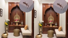 ದೇವರ ಕೋಣೆಯಲ್ಲಿ ಹಲ್ಲಿ ಕಾಣಿಸಿಕೊಂಡರೆ ಏನರ್ಥ?