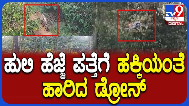 ಮಡಿಕೇರಿಯಲ್ಲಿ ಹುಲಿ ಕಾಟ: ಥರ್ಮಲ್ ಡ್ರೋನ್ ಕಣ್ಗಾವಲು, ಸಾಕಾನೆಗಳೊಂದಿಗೆ ಅರಣ್ಯ ಇಲಾಖೆ ಕೂಂಬಿಂಗ್ ಮಡಿಕೇರಿಯಲ್ಲಿ ಹುಲಿ ಕಾಟ: ಥರ್ಮಲ್ ಡ್ರೋನ್ ಕಣ್ಗಾವಲು, ಸಾಕಾನೆಗಳೊಂದಿಗೆ ಅರಣ್ಯ ಇಲಾಖೆ ಕೂಂಬಿಂಗ್