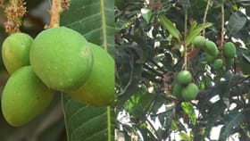 ಮಾವಿಗೆ ಇದೆಂಥಾ ಸ್ಥಿತಿ: ಭಾರೀ ನಿರೀಕ್ಷೆಯಲ್ಲಿದ್ದ ಬೆಳೆಗಾರರಿಗೆ ಆಘಾತ