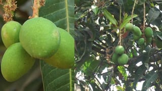 ಹಣ್ಣಿನ ರಾಜನಿಗೆ ಇದೆಂಥಾ ಸ್ಥಿತಿ: ಭಾರೀ ನಿರೀಕ್ಷೆಯಲ್ಲಿದ್ದ ಮಾವು ಬೆಳೆಗಾರರಿಗೆ ಆಘಾತ