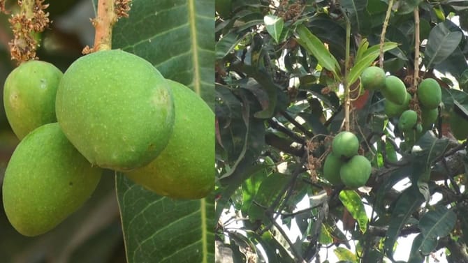 ಮಾವಿಗೆ ಇದೆಂಥಾ ಸ್ಥಿತಿ: ಭಾರೀ ನಿರೀಕ್ಷೆಯಲ್ಲಿದ್ದ ಬೆಳೆಗಾರರಿಗೆ ಆಘಾತ