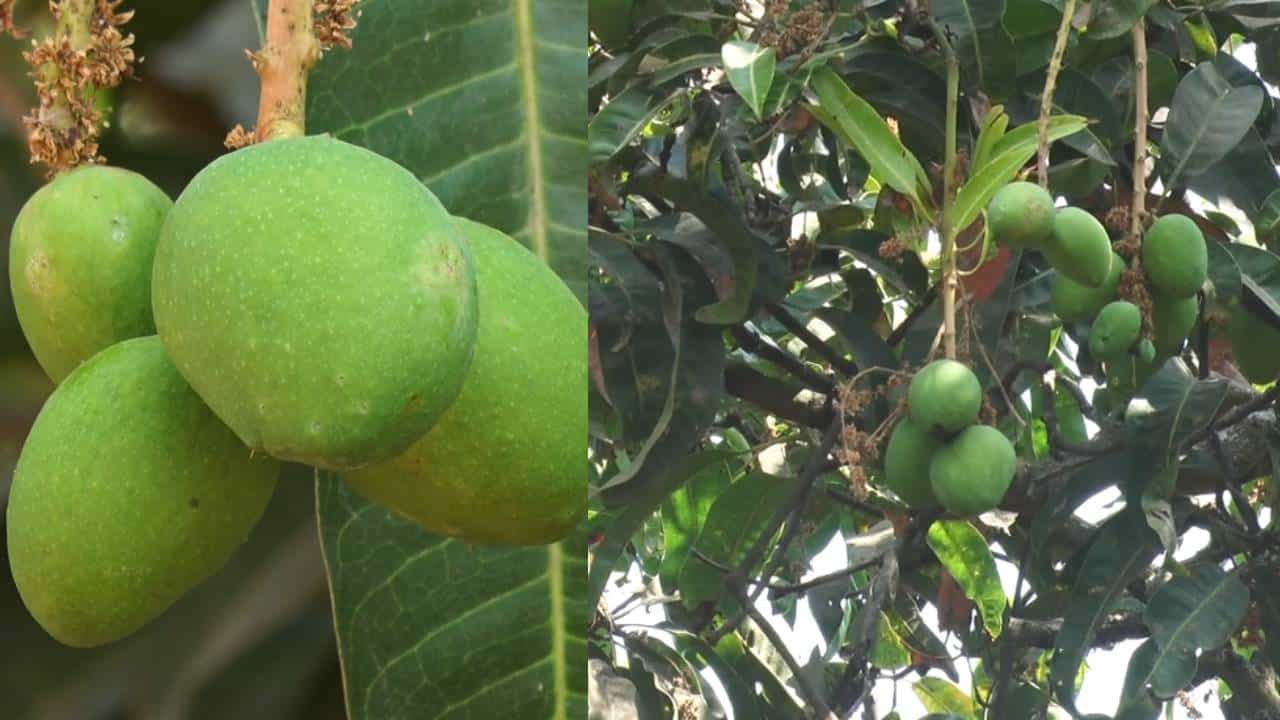 ಹಣ್ಣಿನ ರಾಜನಿಗೆ ಇದೆಂಥಾ ಸ್ಥಿತಿ: ಭಾರೀ ನಿರೀಕ್ಷೆಯಲ್ಲಿದ್ದ ಮಾವು ಬೆಳೆಗಾರರಿಗೆ ಆಘಾತ ಹಣ್ಣಿನ ರಾಜನಿಗೆ ಇದೆಂಥಾ ಸ್ಥಿತಿ: ಭಾರೀ ನಿರೀಕ್ಷೆಯಲ್ಲಿದ್ದ ಮಾವು ಬೆಳೆಗಾರರಿಗೆ ಆಘಾತ