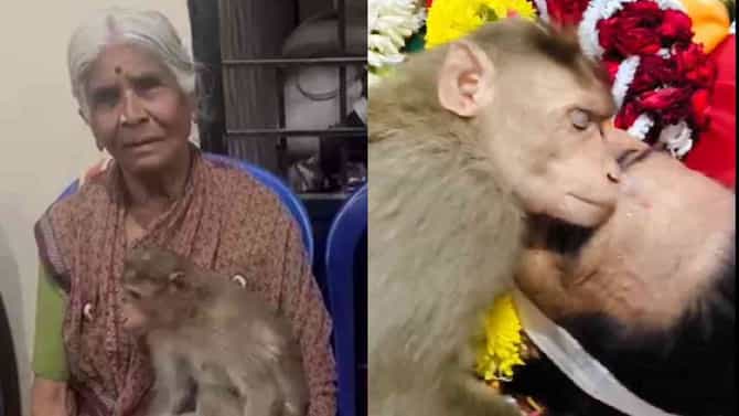 ವೃದ್ಧೆ ಸಾವಿಗೆ ಮರುಗಿದ ಮಂಗ: ಮುಖದ ಮೇಲೆ ಮುಖ ಇಟ್ಟು ಮೂಕರೋಧನೆ