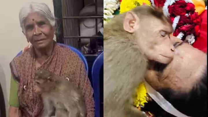 ಅನ್ನ ಹಾಕಿದ ಅಜ್ಜಿ ಇನ್ನಿಲ್ಲ:ಮುಖದ ಮೇಲೆ ಮುಖ ಇಟ್ಟು ದುಃಖಿಸಿದ ಮೂಕಪ್ರಾಣಿ ಅನ್ನ ಹಾಕಿದ ಅಜ್ಜಿ ಇನ್ನಿಲ್ಲ:ಮುಖದ ಮೇಲೆ ಮುಖ ಇಟ್ಟು ದುಃಖಿಸಿದ ಮೂಕಪ್ರಾಣಿ