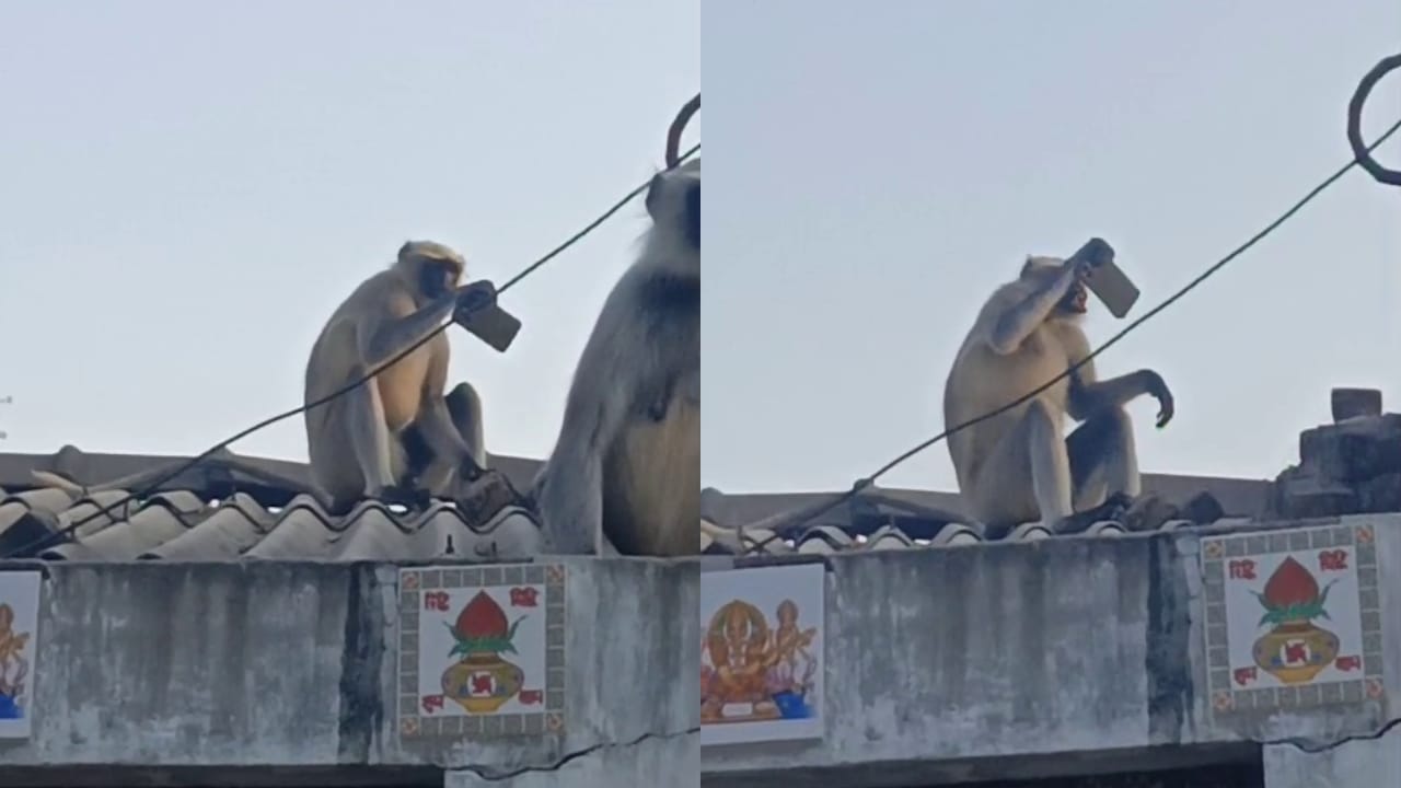 ಮೊಬೈಲ್ ಕೊಡಲ್ಲ, ನಾನೇ ಸೆಲ್ಫೀ ತೆಗೀತೀನಿ! ಮಹಿಳೆಯ ಫೋನ್ ಕಸಿದ ಮಂಗನ ಕೆಲಸಕ್ಕೆ ನೆಟ್ಟಿಗರು ಫಿದಾ; ವಿಡಿಯೋ ವೈರಲ್!