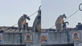 Video: ಟೆಕ್ ಸ್ಯಾವಿ ಮಂಗನ ಸೆಲ್ಫೀ ಕ್ರೇಜ್! ವಿಡಿಯೋ ವೈರಲ್