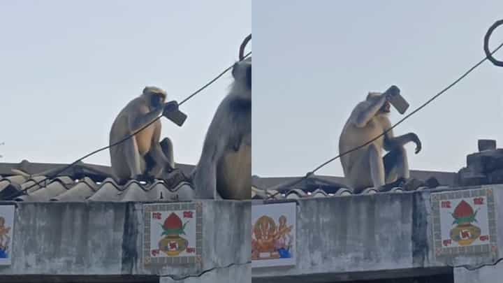 ಮೊಬೈಲ್ ಕೊಡಲ್ಲ, ನಾನೇ ಸೆಲ್ಫೀ ತೆಗೀತೀನಿ! ಮಹಿಳೆಯ ಫೋನ್ ಕಸಿದ ಮಂಗನ ಕೆಲಸಕ್ಕೆ ನೆಟ್ಟಿಗರು ಫಿದಾ; ವಿಡಿಯೋ ವೈರಲ್! ಮೊಬೈಲ್ ಕೊಡಲ್ಲ, ನಾನೇ ಸೆಲ್ಫೀ ತೆಗೀತೀನಿ! ಮಹಿಳೆಯ ಫೋನ್ ಕಸಿದ ಮಂಗನ ಕೆಲಸಕ್ಕೆ ನೆಟ್ಟಿಗರು ಫಿದಾ; ವಿಡಿಯೋ ವೈರಲ್!
