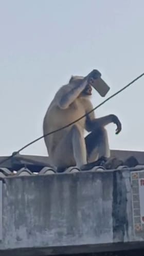ಮಂಗನಿಗೂ ಬೇಕಂತೆ ಸೆಲ್ಫೀ! ವಿಡಿಯೋ ವೈರಲ್