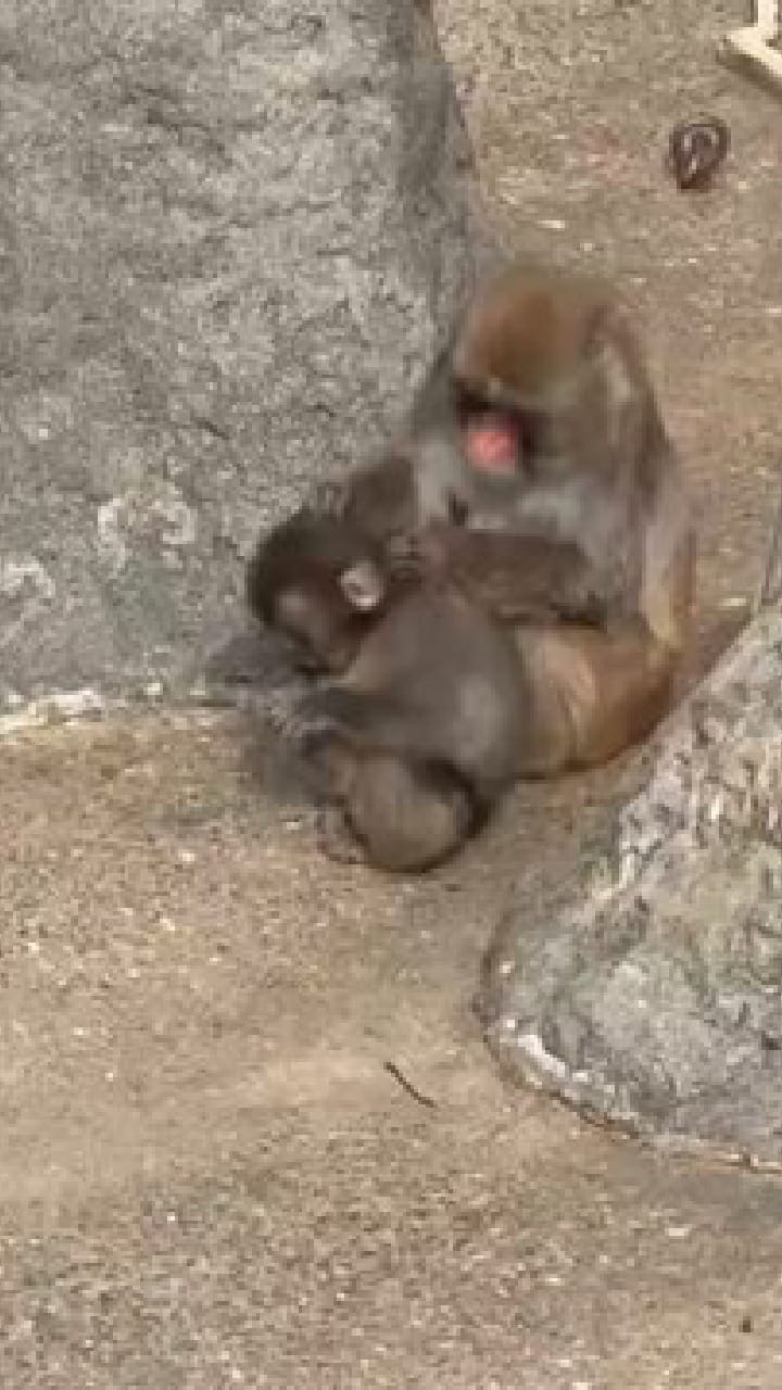 ಕೋತಿಗಳ ನಡುವಿನ ಫ್ರೆಂಡ್​ಶಿಪ್ ನೋಡಿ  ಕೋತಿಯೊಂದು ಇನ್ನೊಂದು ಮಂಗದ ಮೈಯಲ್ಲಿದ್ದ ಹುಳಗಳನ್ನು ತೆಗೆಯುತ್ತಾ ಇರುವ ವಿಡಿಯೋ ಭಾರೀ ವೈರಲ್ ಆಗಿದೆ.