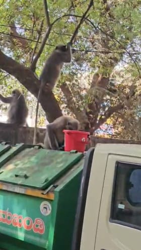 ನೀರು, ಆಹಾರ ಅರಸಿ ನಗರಸಭೆಗೆ ಬಂದ ಮಂಗಗಳು