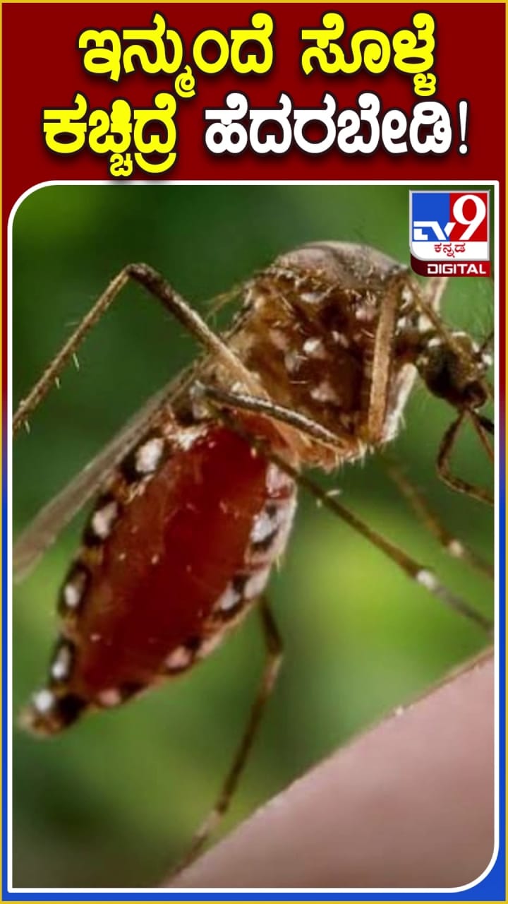 ಇನ್ಮುಂದೆ ಸೊಳ್ಳೆ ಕಚ್ಚಿದ್ರೆ ಹೆದರ್ಬೇಕಾಗಿಲ್ಲ!