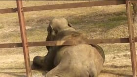 ರೈಲ್ವೆ ಹಳಿ ತಡೆಗೋಡೆಯಲ್ಲಿ ಸಿಲುಕಿ ಒದ್ದಾಡಿದ ಒಂಟಿ ಸಲಗ