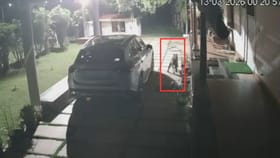 ಫಾರಂಹೌಸ್‌ಗೆ ನುಗ್ಗಿ ನಾಯಿ ಮೇಲೆ ಚಿರತೆ ಅಟ್ಯಾಕ್!