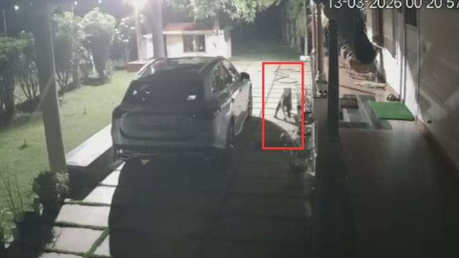 ಫಾರಂಹೌಸ್‌ಗೆ ನುಗ್ಗಿ ನಾಯಿ ಮೇಲೆ ಚಿರತೆ ಅಟ್ಯಾಕ್!