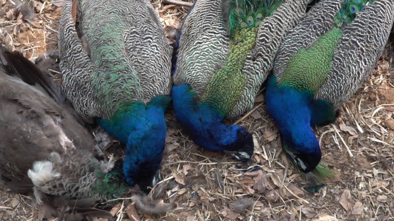 ನೆಲಮಂಗಲದಲ್ಲಿ 6 ನವಿಲು ಸಾವು: ವಿಷ ಪ್ರಾಶನಮಾಡಿ ಕೊಂದಿರುವ ಶಂಕೆ