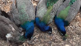 ನೆಲಮಂಗಲದಲ್ಲಿ 6 ನವಿಲು ಸಾವು: ವಿಷ ಪ್ರಾಶನಮಾಡಿ ಕೊಂದಿರುವ ಶಂಕೆ