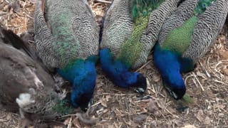 ಇಸ್ರೇಲ್-ಇರಾನ್ ಯುದ್ಧ ಪರಿಣಾಮ: ಯಾದಗಿರಿ ಆಯ್ತು ಈಗ ರಾಯಚೂರಿನ ರೈಸ್ ಮಿಲ್​ಗಳಿಗೂ ಆರ್ಥಿಕ ಸಂಕಷ್ಟ!